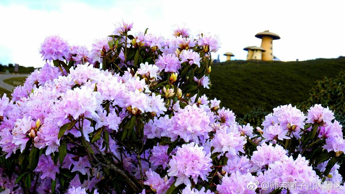 dy业务卡盟网站