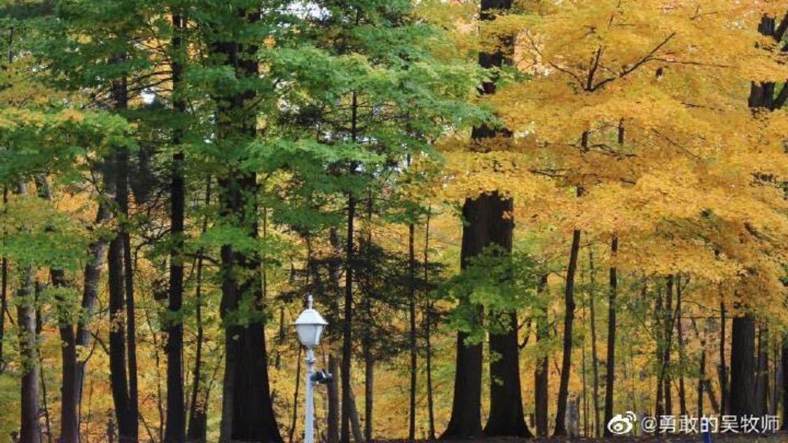 wb下单平台网站